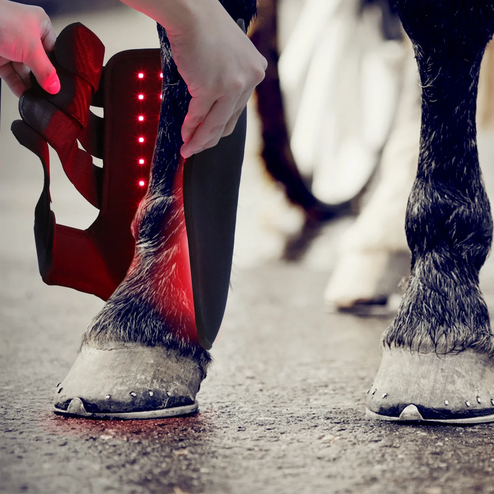 Novas botas de terapia com luz - Brushing Boot Horse avaliação e preço
