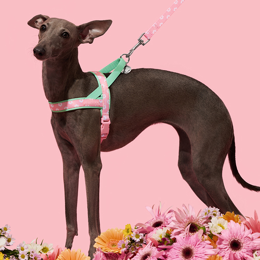 Conjunto de Coleira e Guia de  - Headcollar Rope Set avaliação e preço